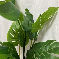 人工観葉植物モンステラの画像