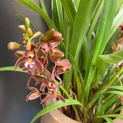 キンリョウヘン　金稜辺　シンビジューム