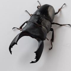 ★値下★【3匹セット】スラウェシオオヒラタクワガタ（セレベスヒラ...