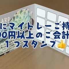 多肉植物（エケベリアやアガベを中心に）販売【2025/9/23更新】の画像
