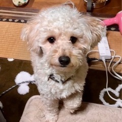 トイプードル　オス