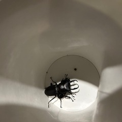 ６月２０日天然採取　クワガタ　ヒラタなど