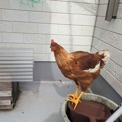 にわとり4羽（元気いっぱいです。）
