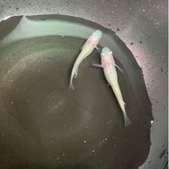 メダカの画像