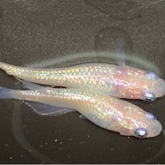メダカ