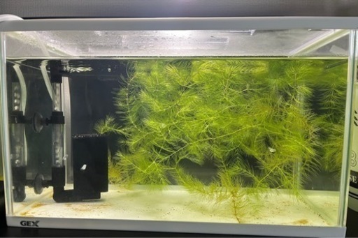 ダルマメダカ6匹＋飼育セット一式【直接お取引限定】