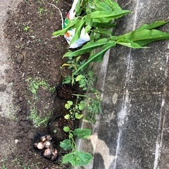 苗　みょうが　きゅうり　など