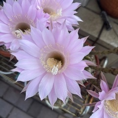 サボテン 月下美人  蕾のついたサボテンをお渡しします。