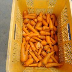 食品　野菜　人参　規格外