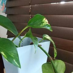 観葉植物　ポトスミニ生活雑貨 家庭用品 ガーデニングの画像
