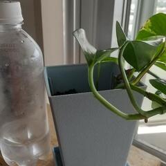 観葉植物　ポトスミニ生活雑貨 家庭用品 ガーデニングの画像