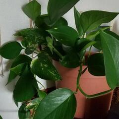 観葉植物　ポトスミニ生活雑貨 家庭用品 ガーデニングの画像