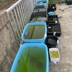 ミックスメダカ　無料　♪