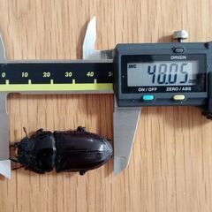 オオクワガタ川西産　奈良輪川西血統　ペア（♂70㎜ ♀48㎜）の画像