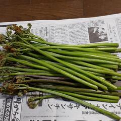 小谷村産　天然ワラビ　の画像