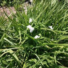 ムラサキツユクサ白花