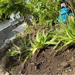 植物の画像