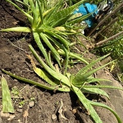 植物