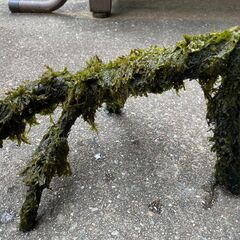 流木（ウィローモス付）
