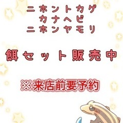 カナヘビ、ヤモリ、ニホントカゲの餌セット販売