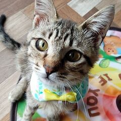 みなとの捨て猫コボちゃん