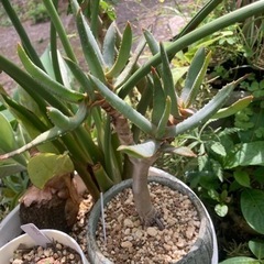 【養生中の為掲載価格の半額】アロエ　ラモシシマ　多肉植物　観葉植...