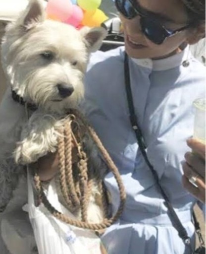 【new】犬おしゃれカラーリード