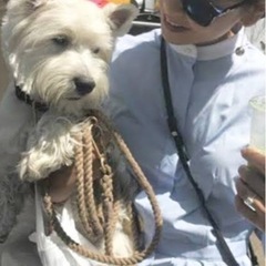 【new】犬おしゃれカラーリード