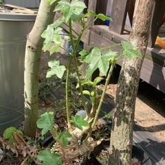 ヤトロファ　スピカータ　塊根植物　観葉植物　