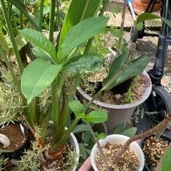 【植え替えしました】アダンソニア　ディキダータ　バオバブ　塊根植...