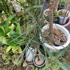 楽天市場】ボトルツリー5号スリム鉢 存在感ある大きさ 観葉植物
