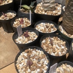 アガベ　オテロイ　観葉植物　塊根植物　多肉植物　ビザールプランツ...