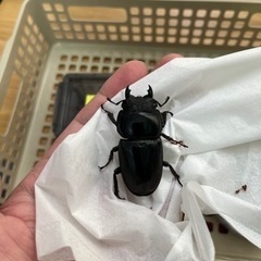 スマトラオオヒラタクワガタ①（大型血統）ペアの画像