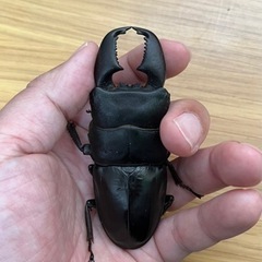 スマトラオオヒラタクワガタ①（大型血統）ペアの画像