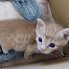 茶トラ男の子　里親さん募集します🐈