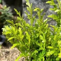 ★ 大岡山 ★ クラマシダ ★ 鉢付は300円 ★ クラマゴケ ★ シダ ★ 山野草 ★の画像