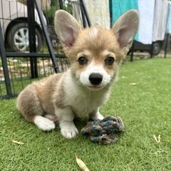 【飼い主様決まりました】人が大好きなコーギーの女の子🍀