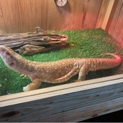 サバンナモニター　オオトカゲ