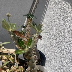 【4枚目写真追加5/24】パキポディウム　デンシフローラム？　塊...