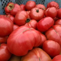 エミ様⚠️評価⚠️大玉とまと🍅その④