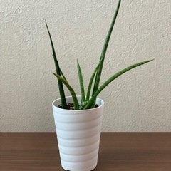 観葉植物　サンスベリア　ミカドの画像