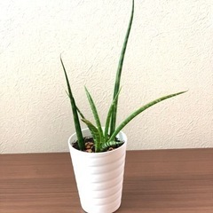 観葉植物　サンスベリア　ミカドの画像