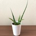 ランキングキーワードに紐づく投稿画像-観葉植物