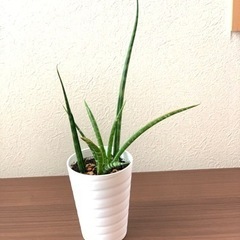 観葉植物　サンスベリア　ミカドの画像