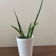 観葉植物　サンスベリア　ミカドの画像