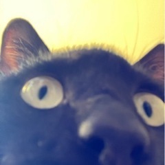 猫ちゃん里親募集 − 愛知県