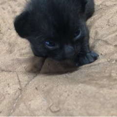 猫ちゃん里親募集 - 猫