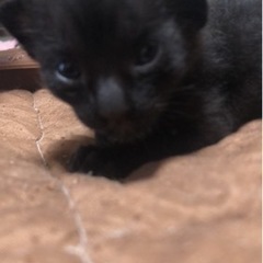 猫ちゃん里親募集 - 春日井市