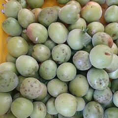 　絶賛収穫中　南高梅の青梅　1日日曜17時以降の画像