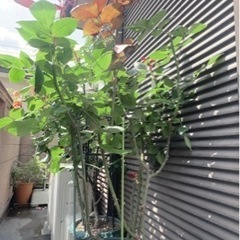 バラ苗 品種不明